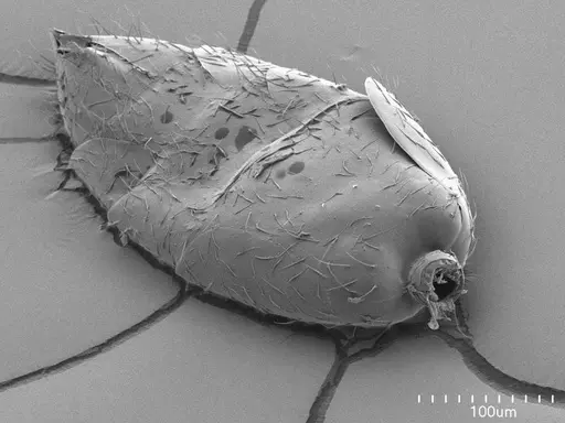 Leptanilla swani specimen