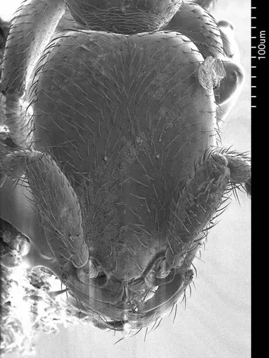 Leptanilla swani specimen