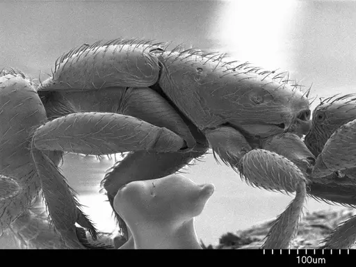 Leptanilla swani specimen