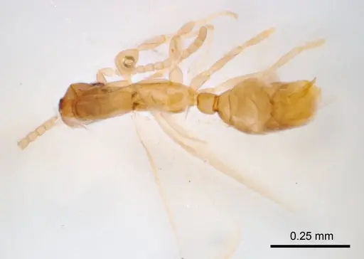 Leptanilla swani - ANTWEB1008655