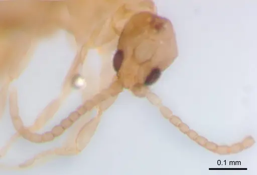 Leptanilla swani - ANTWEB1008655