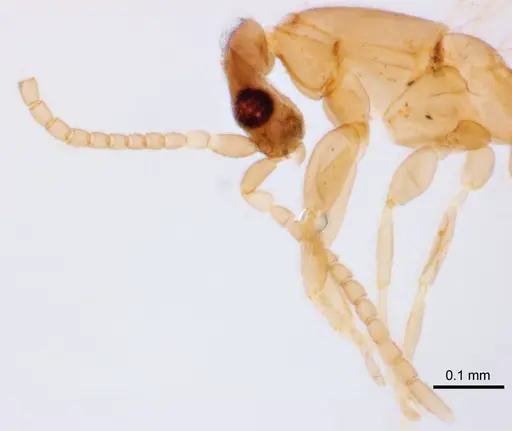 Leptanilla swani - ANTWEB1008655