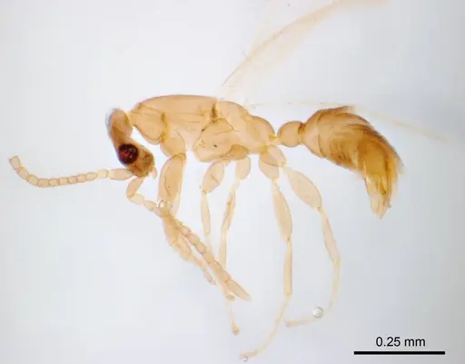 Leptanilla swani - ANTWEB1008655