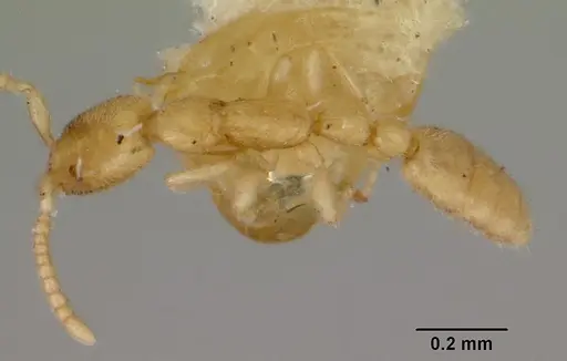 Leptanilla swani - CASENT0172006