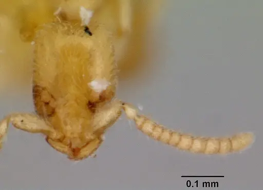 Leptanilla swani - CASENT0172006