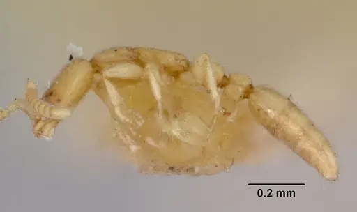 Leptanilla swani - CASENT0172006