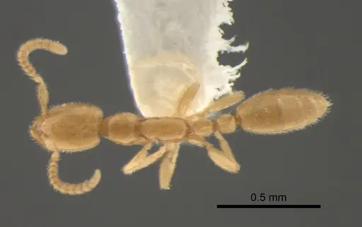 Leptanilla taiwanensis specimen