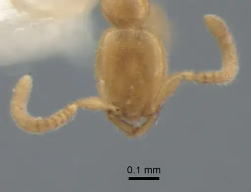 Leptanilla taiwanensis specimen