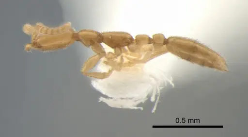 Leptanilla taiwanensis specimen