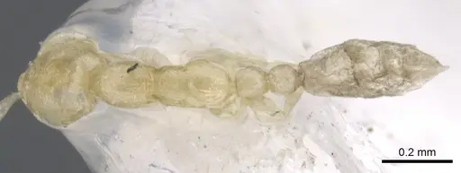 Leptanilla taiwanensis - CASENT0902777