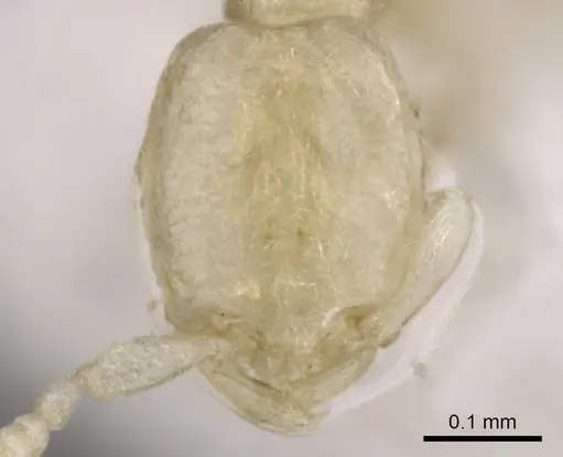 Leptanilla taiwanensis - CASENT0902777