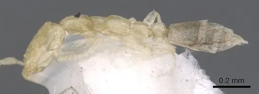 Leptanilla taiwanensis - CASENT0902777