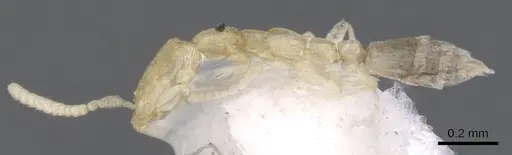 Leptanilla taiwanensis - CASENT0902777