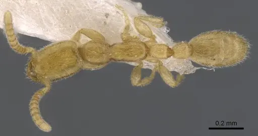 Leptanilla tanakai specimen