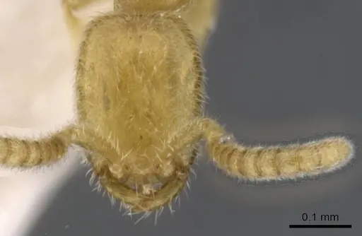 Leptanilla tanakai specimen