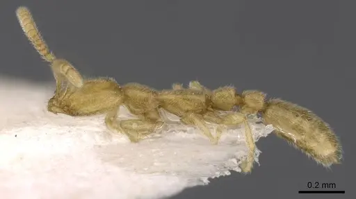 Leptanilla tanakai specimen