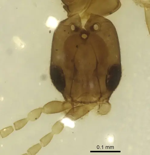 Leptanilla tanit specimen