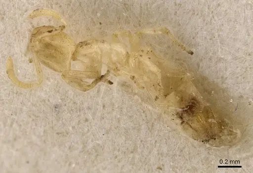 Leptanilla tanit specimen