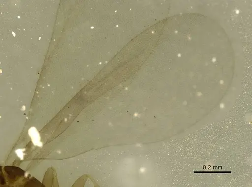 Leptanilla tanit specimen