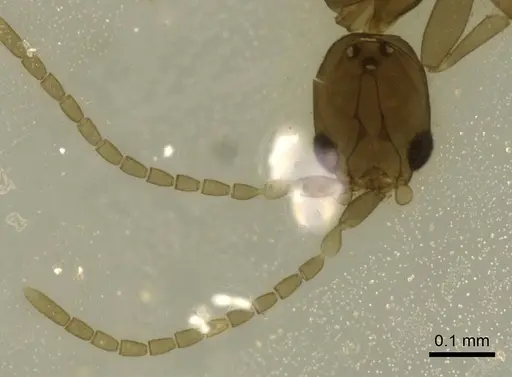 Leptanilla tenuis specimen