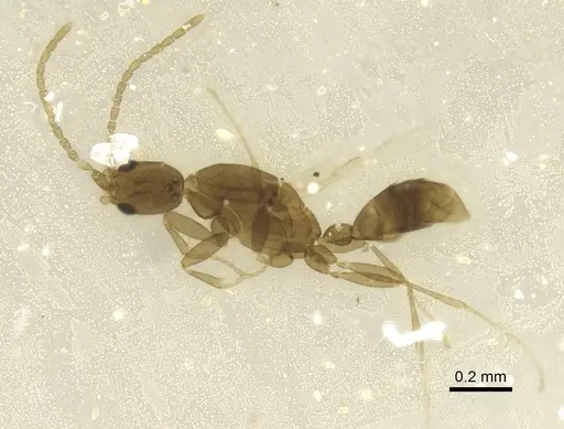 Leptanilla tenuis specimen