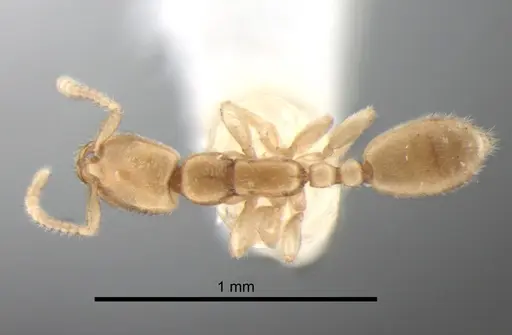 Leptanilla thai specimen