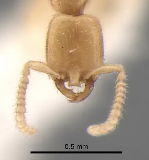 Leptanilla thai specimen