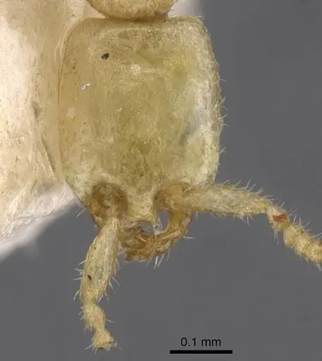 Leptanilla thai - CASENT0911455