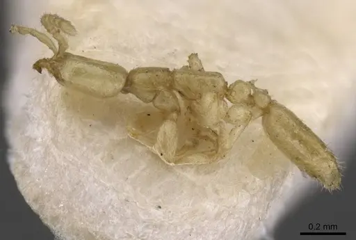 Leptanilla thai - CASENT0911455