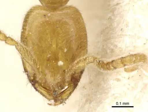 Leptanilla vaucheri specimen