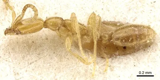 Leptanilla vaucheri specimen