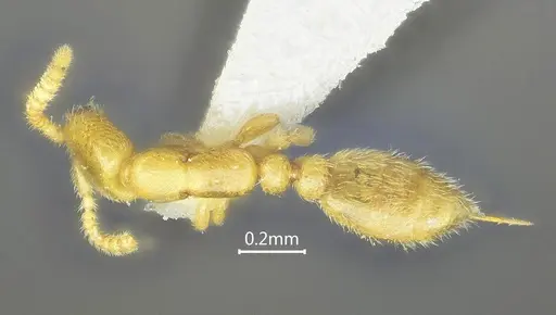 Leptanilla yunnanensis specimen