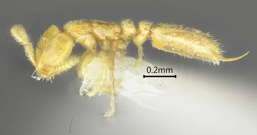 Leptanilla yunnanensis specimen