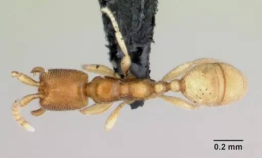 Leptanilloides amazonus specimen