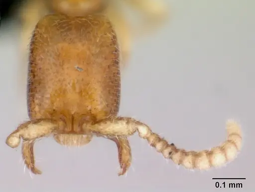 Leptanilloides amazonus specimen