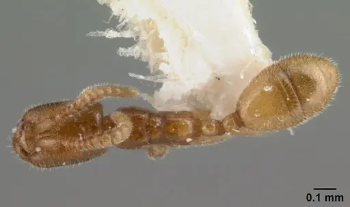 Leptanilloides amazonus - CASENT0101449