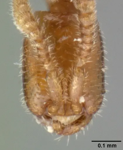 Leptanilloides amazonus - CASENT0101449