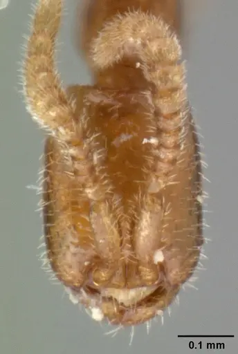 Leptanilloides amazonus - CASENT0101449