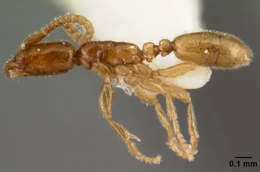 Leptanilloides amazonus - CASENT0101449