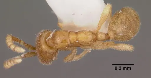 Leptanilloides amazonus - CASENT0104669