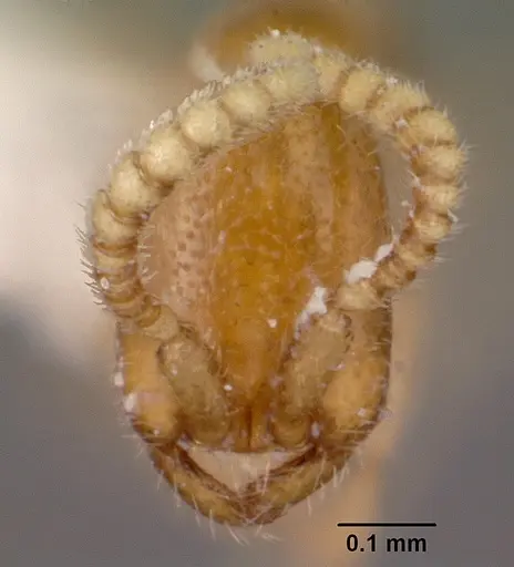 Leptanilloides amazonus - CASENT0104669