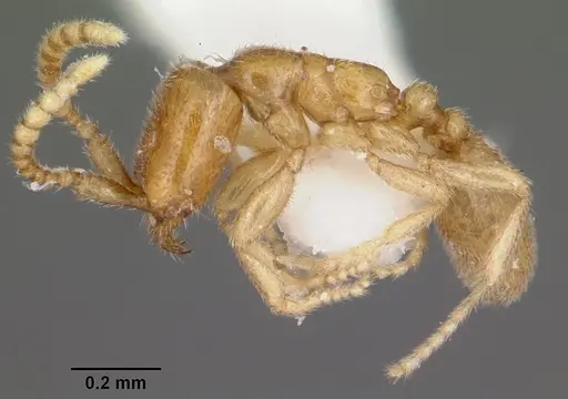 Leptanilloides amazonus - CASENT0104669