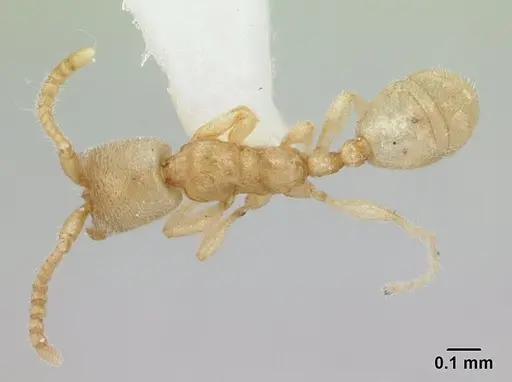 Leptanilloides amazonus - CASENT0178867