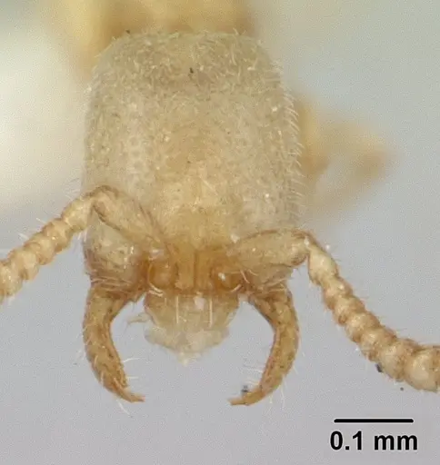 Leptanilloides amazonus - CASENT0178867