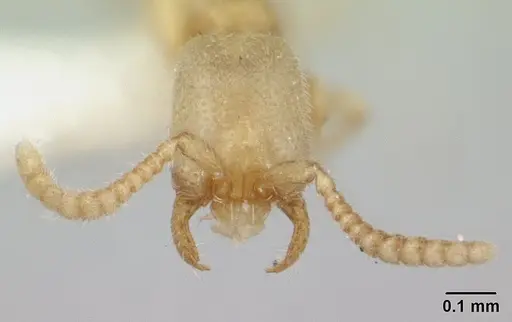 Leptanilloides amazonus - CASENT0178867