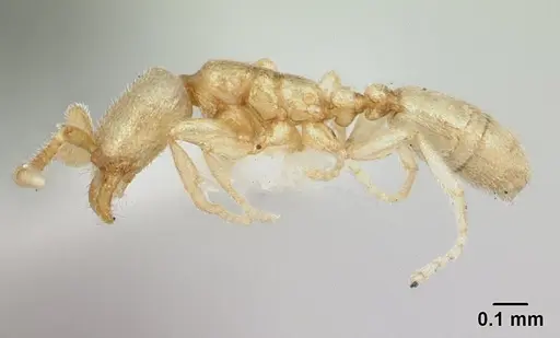 Leptanilloides amazonus - CASENT0178867