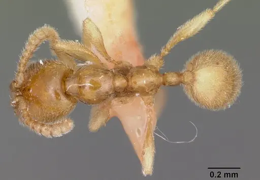 Leptanilloides anae specimen