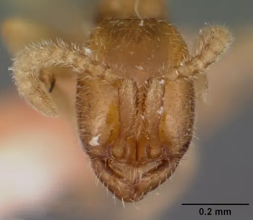 Leptanilloides anae specimen