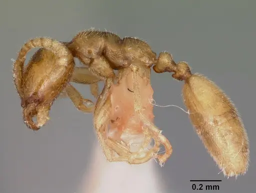 Leptanilloides anae specimen