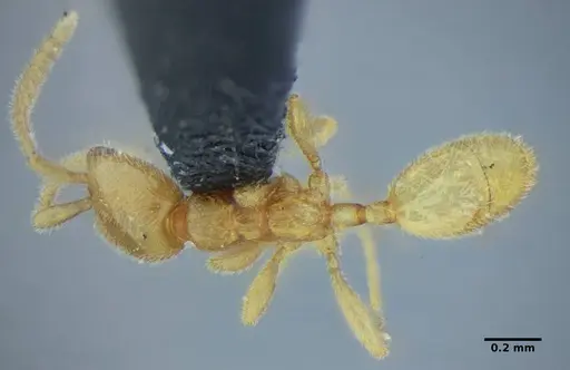 Leptanilloides anae - UFV-LABECOL-003543